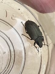 Bothrotes canaliculatus