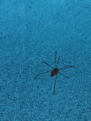 Leiobunum ventricosum