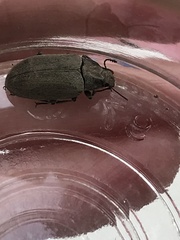 Bothrotes canaliculatus