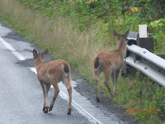 Odocoileus hemionus sitkensis