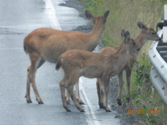 Odocoileus hemionus sitkensis