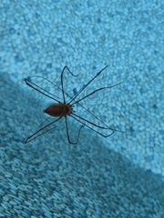 Leiobunum ventricosum