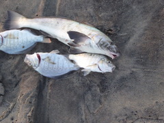 Amphistichus argenteus