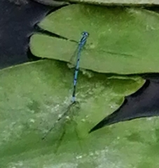 Coenagrion puella