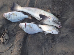 Amphistichus argenteus