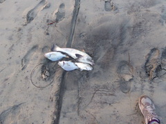 Amphistichus argenteus