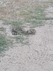 Crotalus oreganus oreganus