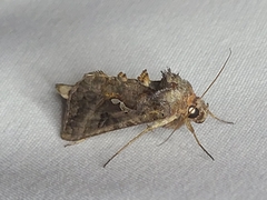 Autographa precationis