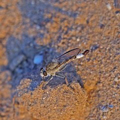 Efferia albibarbis