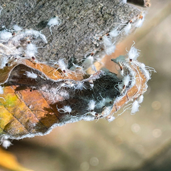 Grylloprociphilus imbricator