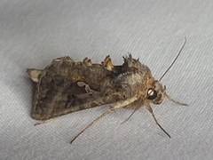 Autographa precationis