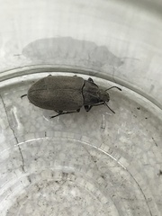 Bothrotes canaliculatus