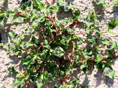 Caryophyllales
