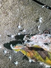 Grylloprociphilus imbricator