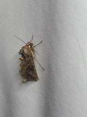 Autographa precationis