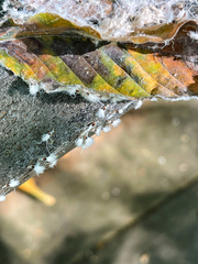 Grylloprociphilus imbricator