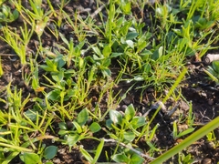 Opercularia ovata