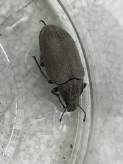 Bothrotes canaliculatus