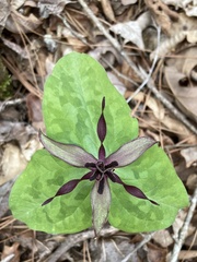 Trillium stamineum