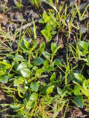 Opercularia ovata