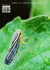 Sibovia
