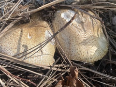 Agaricus augustus