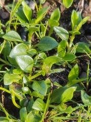 Opercularia ovata