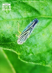Sibovia