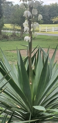 Yucca filamentosa