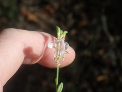 Oenothera podocarpa