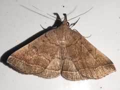Pechipogo plumigeralis