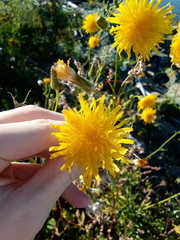 Sonchus arvensis arvensis
