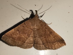 Pechipogo plumigeralis