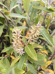 Salix glauca