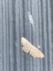 Geometridae