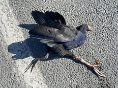 Porphyrio melanotus melanotus