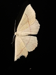 Cyclophora