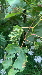 Daktulosphaira vitifoliae