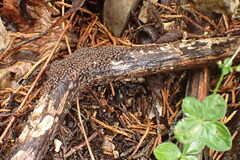 Psocidae