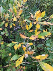 Salix glauca