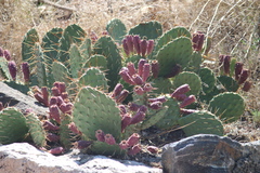 Opuntia macrorhiza