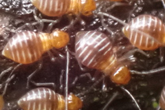 Psocidae
