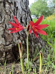 Zephyranthes bifida