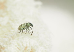 Eugnathus distinctus