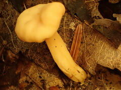 Cudonia lutea