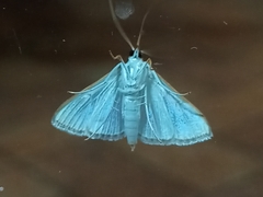 Margaroniini