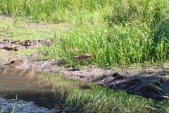 Botaurus lentiginosus