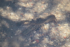 Faxonius virilis