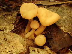 Cudonia lutea