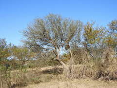 Geoffroea decorticans